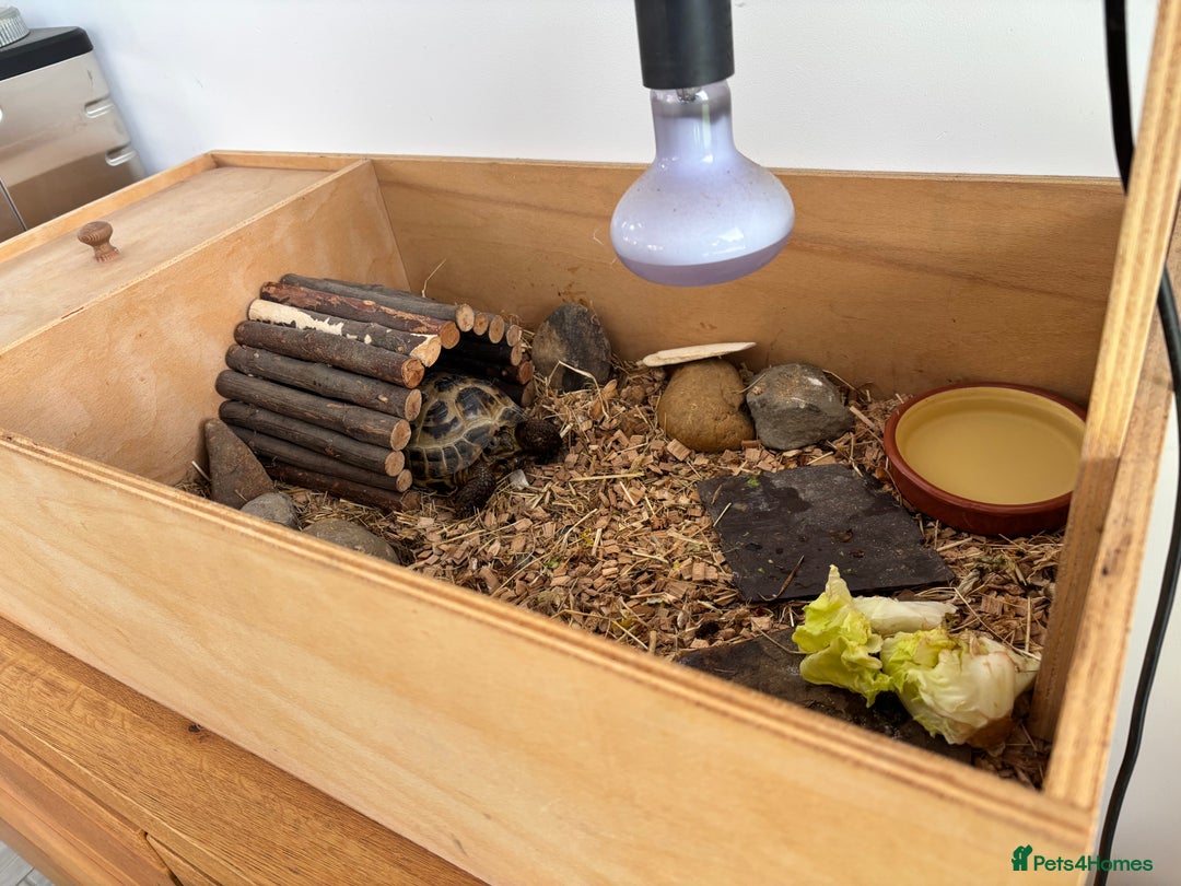 Hermann Tortoise reptiles for sale: Tortoise with table and lamp - Image 2