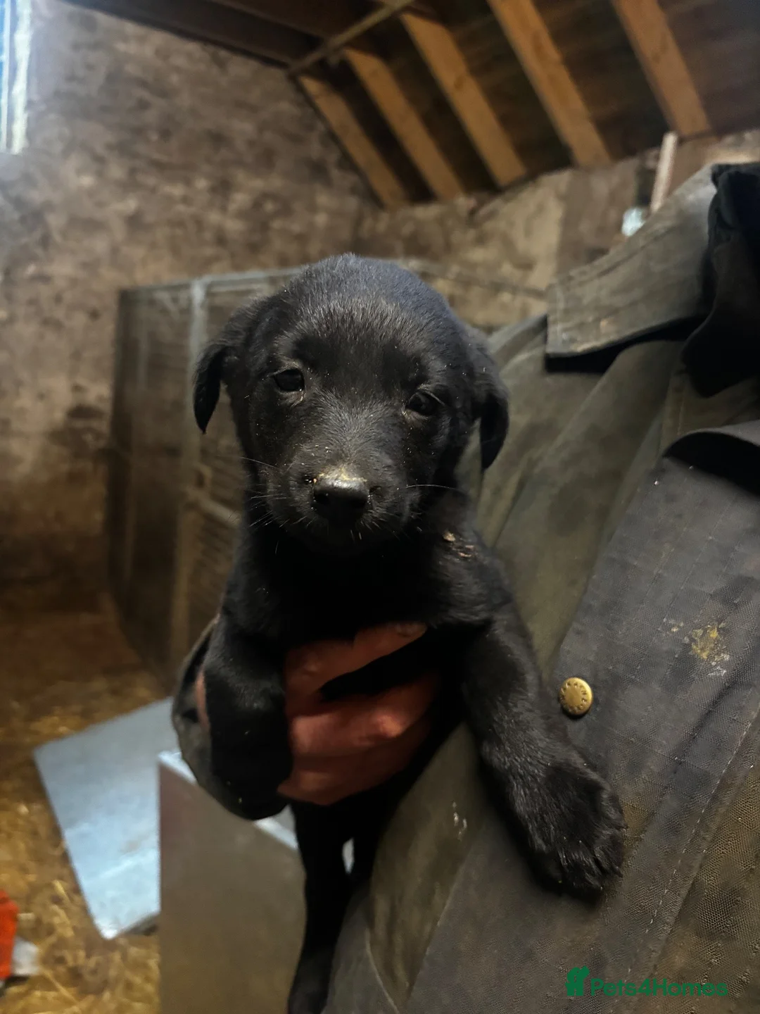 Borador dogs for sale: Labrador collie pups  - Advert 20