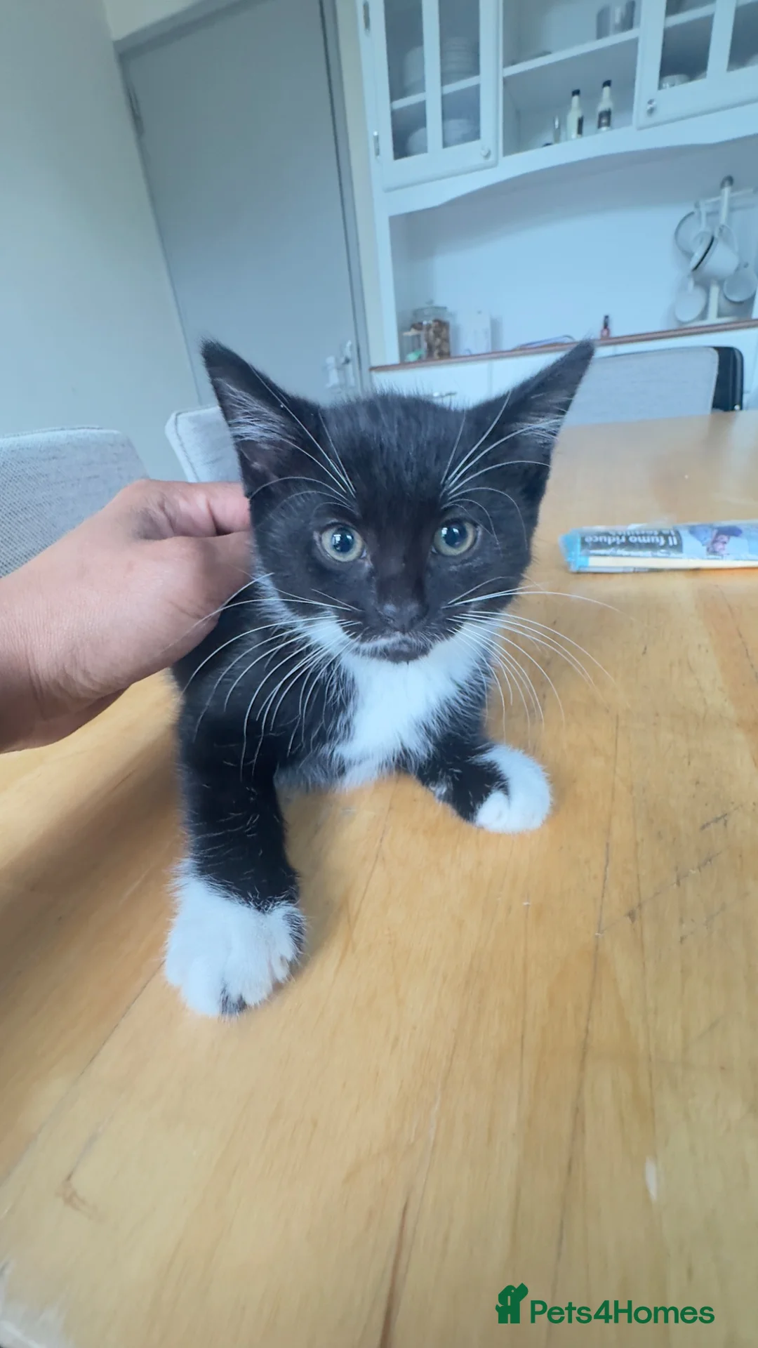 Mixed Breed cats for sale: Kitten ready to adopt  - Advert 10