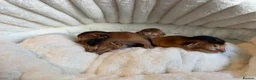 Abyssinian cats for sale: Abyssinian kitten - Advert 18