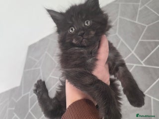 Maine Coon cats TICA registered MaineCoons 😸 - Advert 16