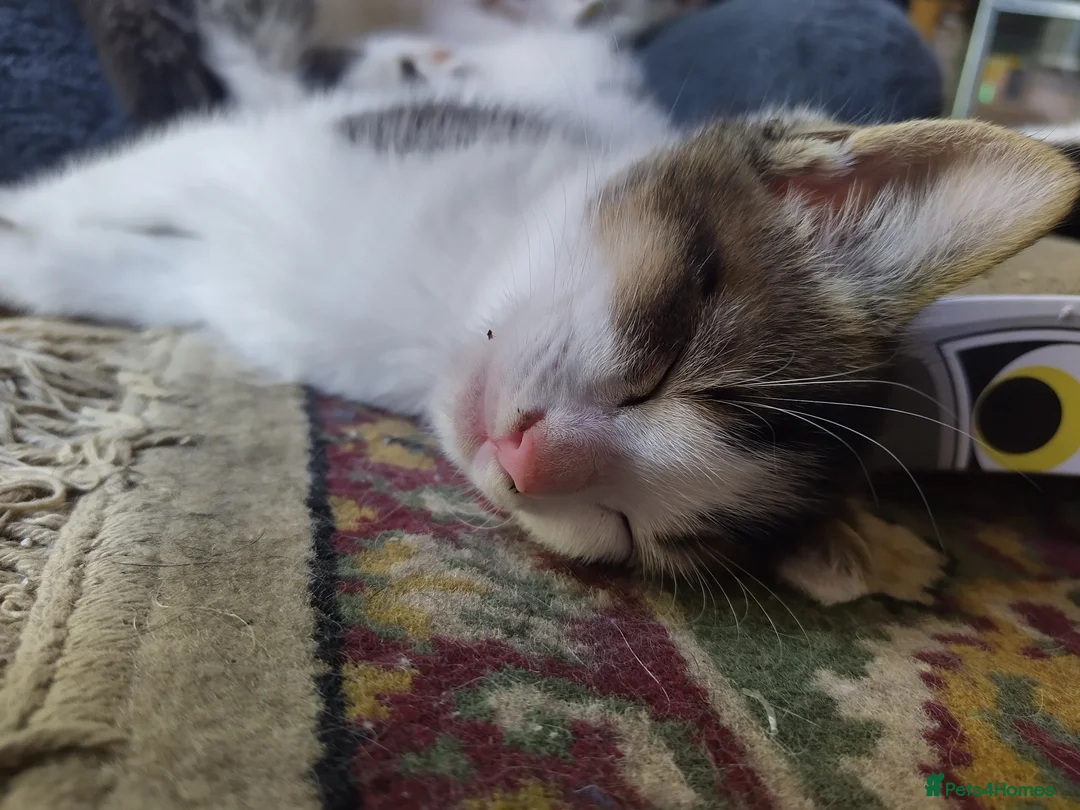 Mixed Breed cats for sale: Squeakies babies  - Advert 2