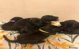Staffordshire Bull Terrier dogs for sale: 5 staff pups  - Image 2
