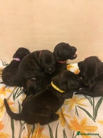 Staffordshire Bull Terrier dogs - Advert 8