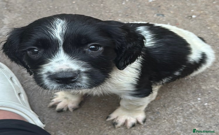 English Springer Spaniel dogs - Advert 1