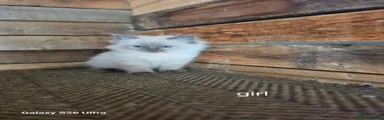 Ragdoll Kitten 2