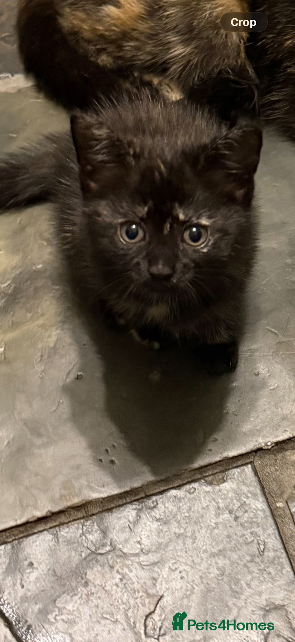 Mixed Breed cats Tortoiseshell Kitten ready to leave in a few days  - Advert 1