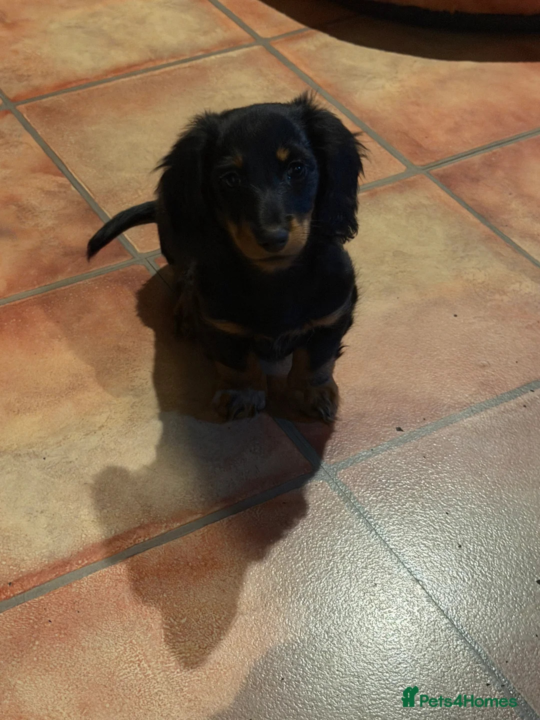 Dachshund dogs for sale: Dachshund puppies - Advert 2
