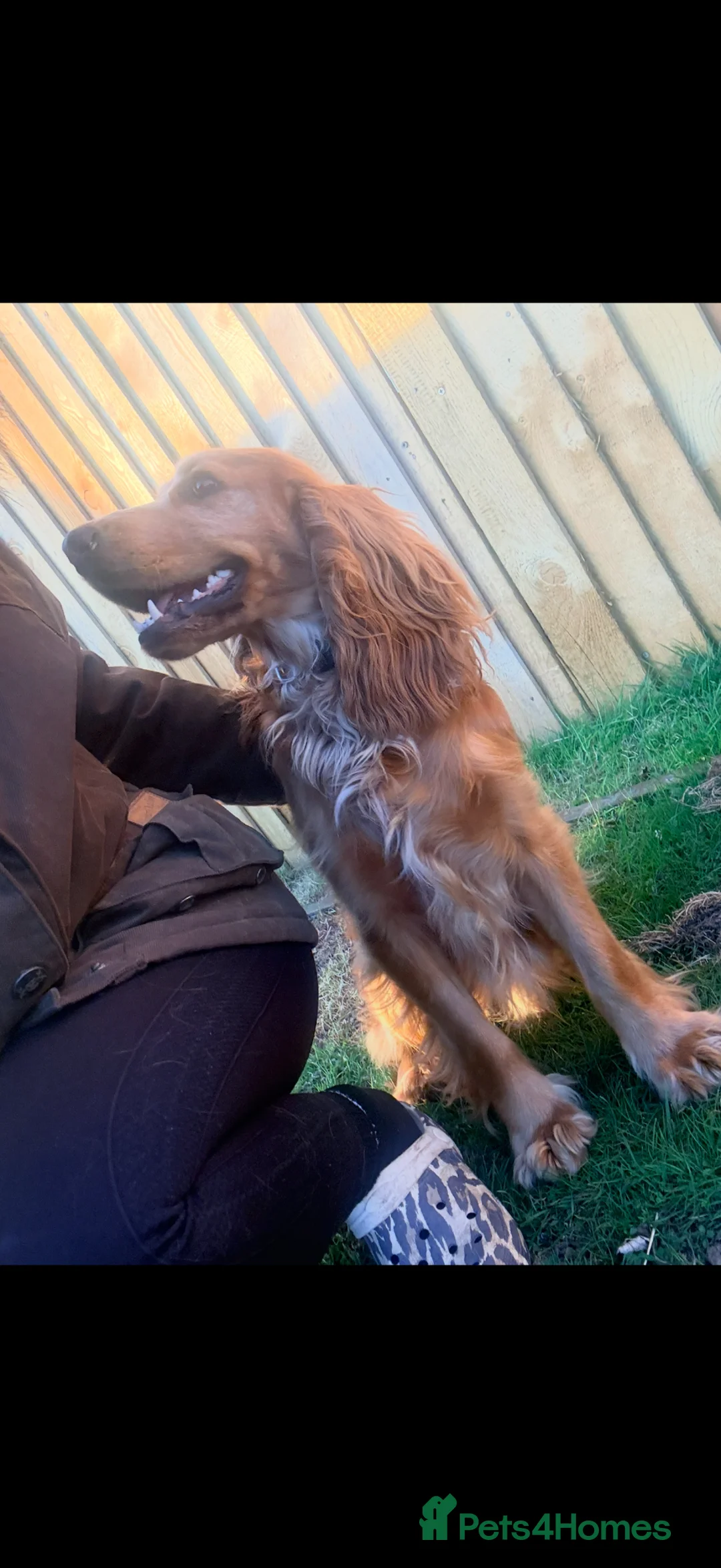 Cocker Spaniel dogs for stud: KC registered cocker spaniel for STUD duties  - Advert 2