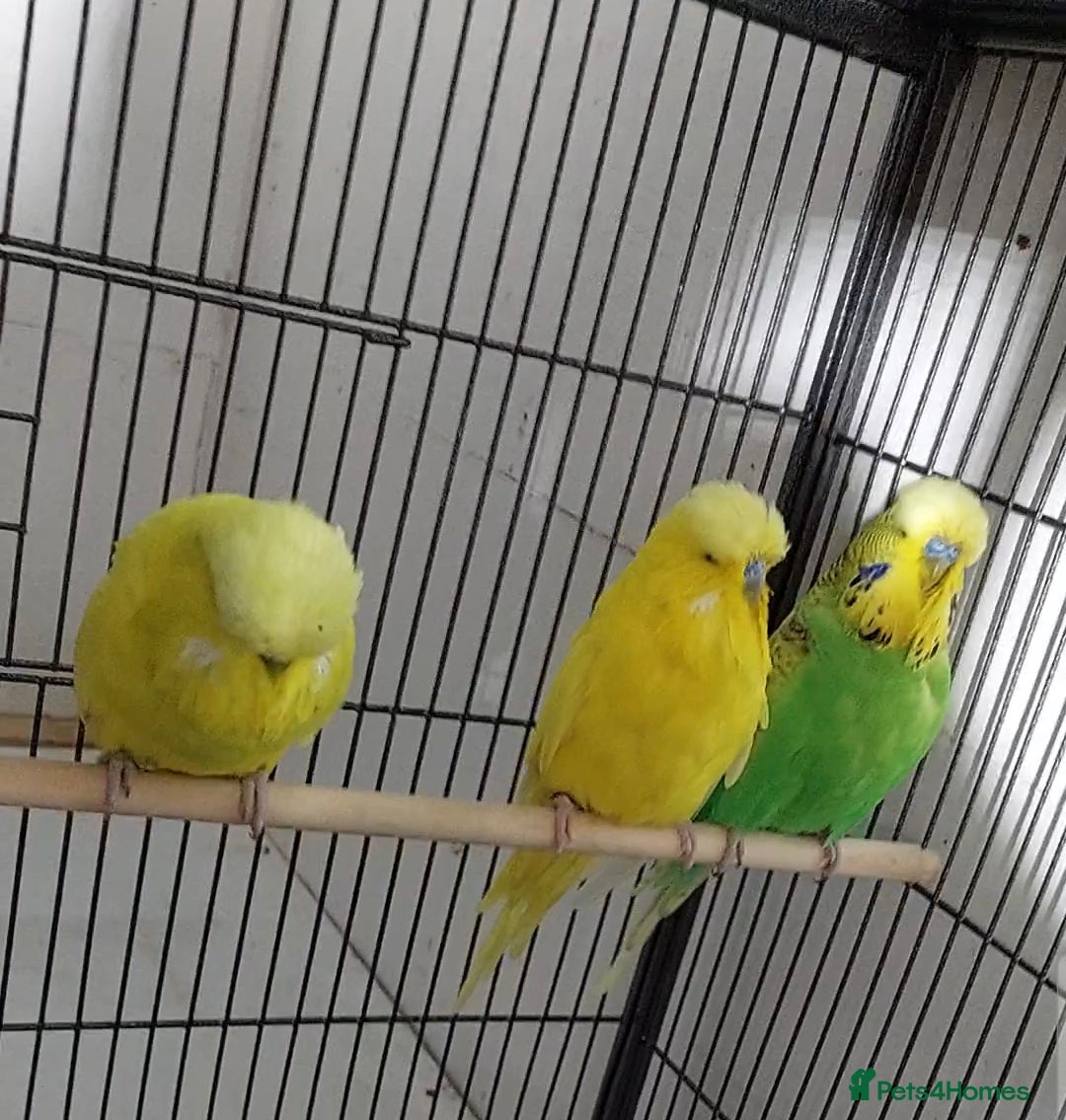 Budgerigars birds 5 male Spangle budgies job lot - Advert 2