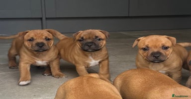 Staffordshire Bull Terrier dogs - Advert 5