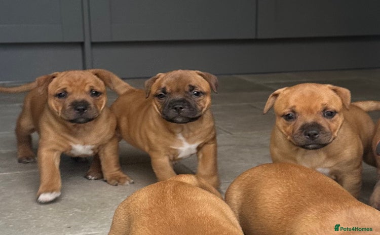 Staffordshire Bull Terrier dogs - Advert 9
