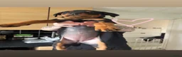 Rottweiler dogs for sale: READY TO GO! Rottweiler pups  - Advert 16