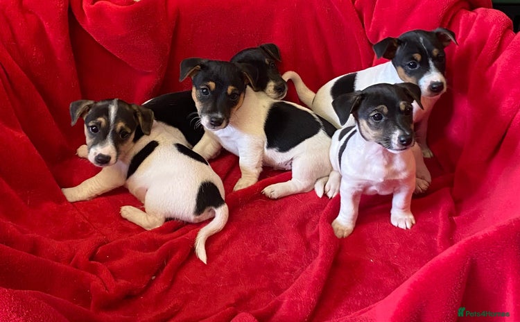 Jack Russell dogs - Advert 3