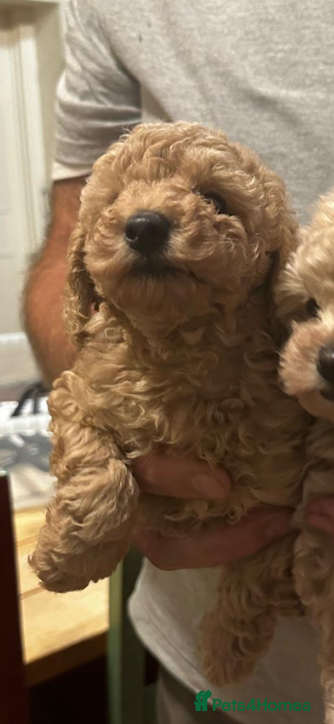 Mixed Breed dogs for sale: GORGEOUS TEDDY SMALL MINIATURE POODLE BOY  - Advert 9