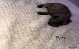 Mixed Breed dogs for sale: 7 Beautiful French Bulldog/cocker spaniel puppies. - Image 5