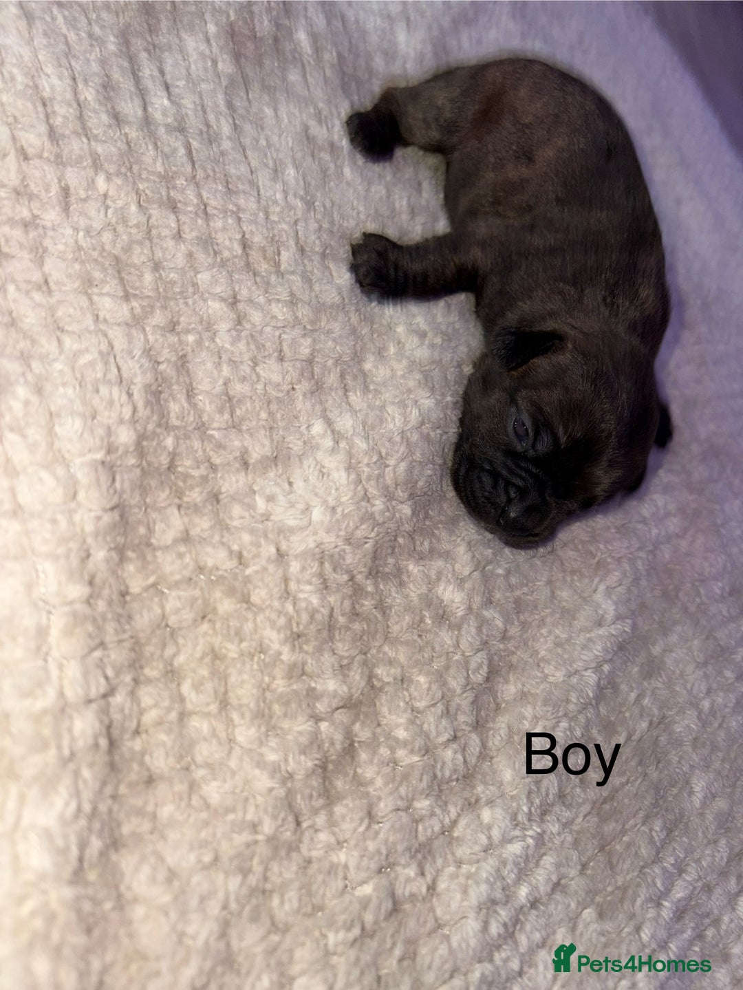 Mixed Breed dogs for sale: 7 Beautiful French Bulldog/cocker spaniel puppies. - Image 5