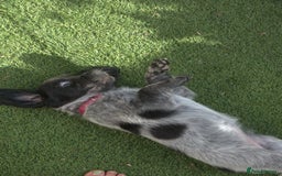 Mixed Breed dogs for sale: Merle Sprollies/Cotralian - Image 15