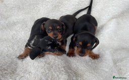 Dachshund dogs for sale: Dachshunds - Image 4
