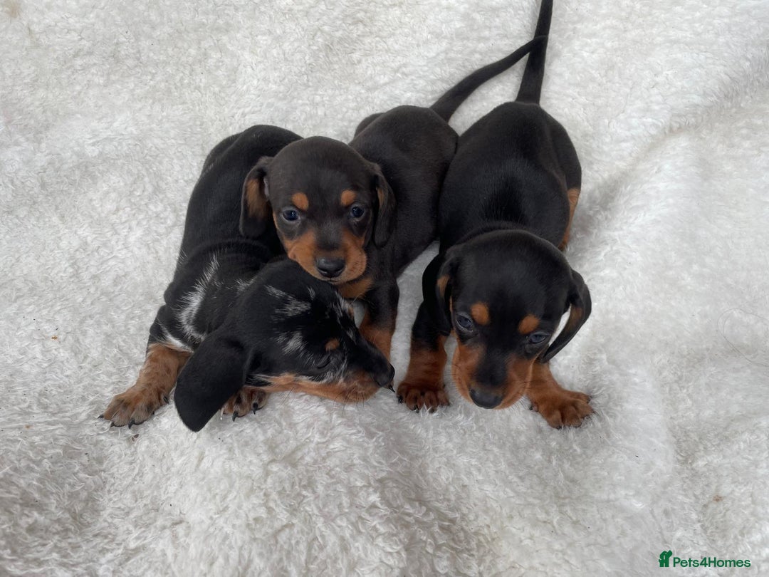 Dachshund dogs for sale: Dachshunds - Image 4