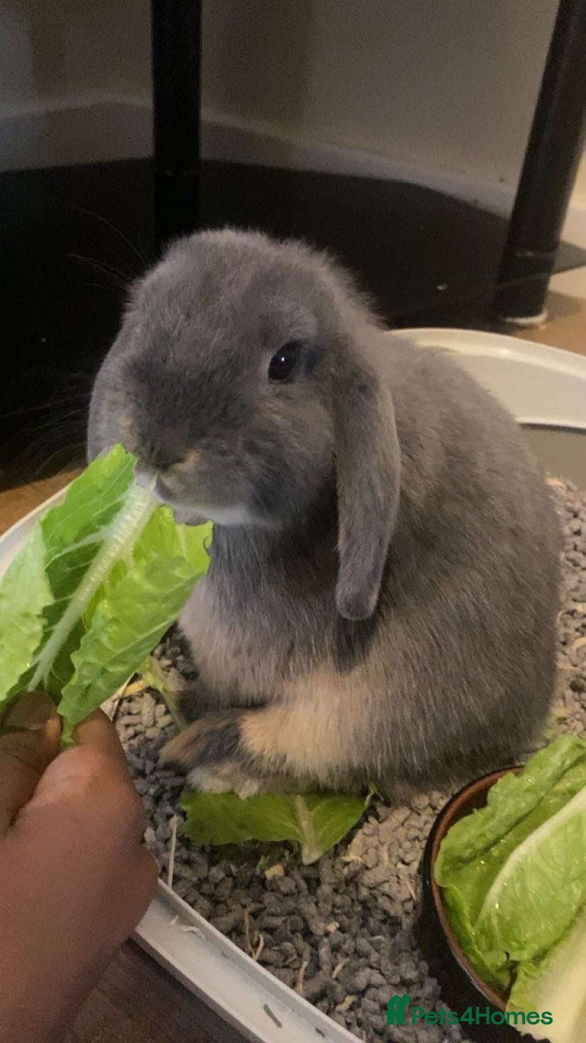 Dwarf Lop rabbits for sale: Gorgeous Dwarf Lop Bunny  - Advert 17
