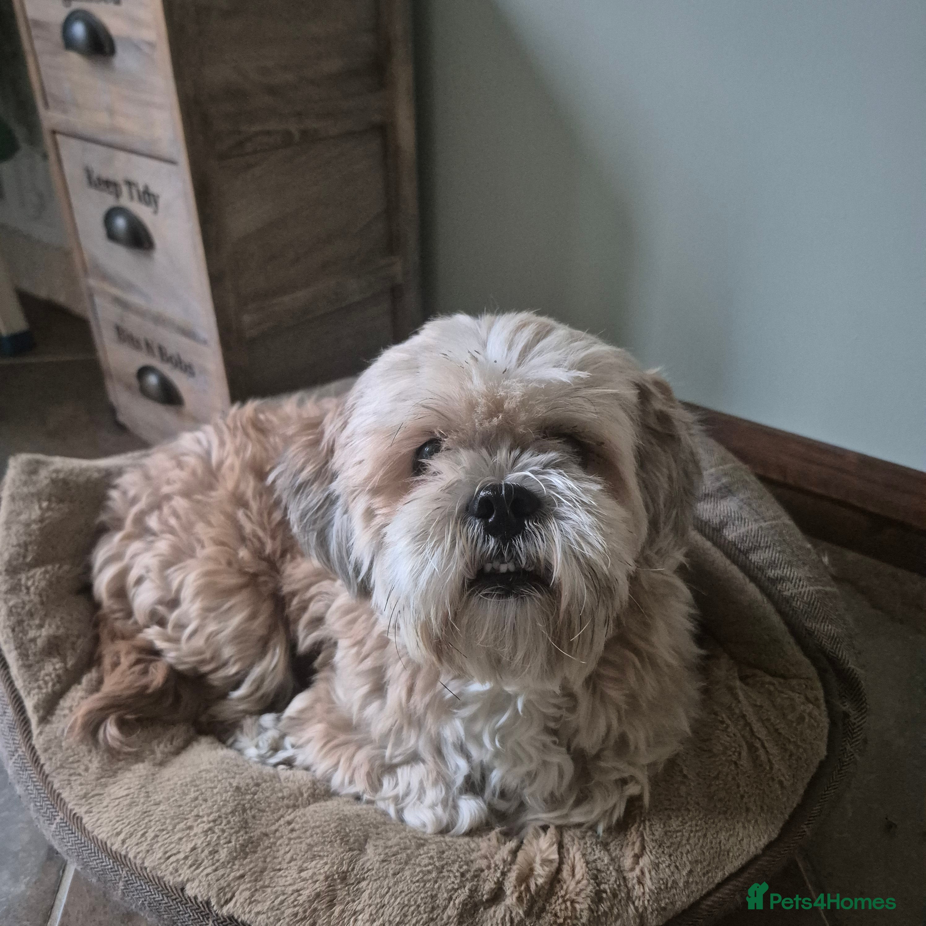 Lhasa Apso dogs *Gingerbread* seeking a loving home - Advert 1