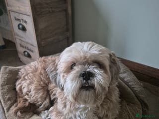 Lhasa Apso dogs *Gingerbread* seeking a loving home - Advert 1