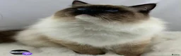 Ragdoll cats for sale: Two seal boys - Advert 9