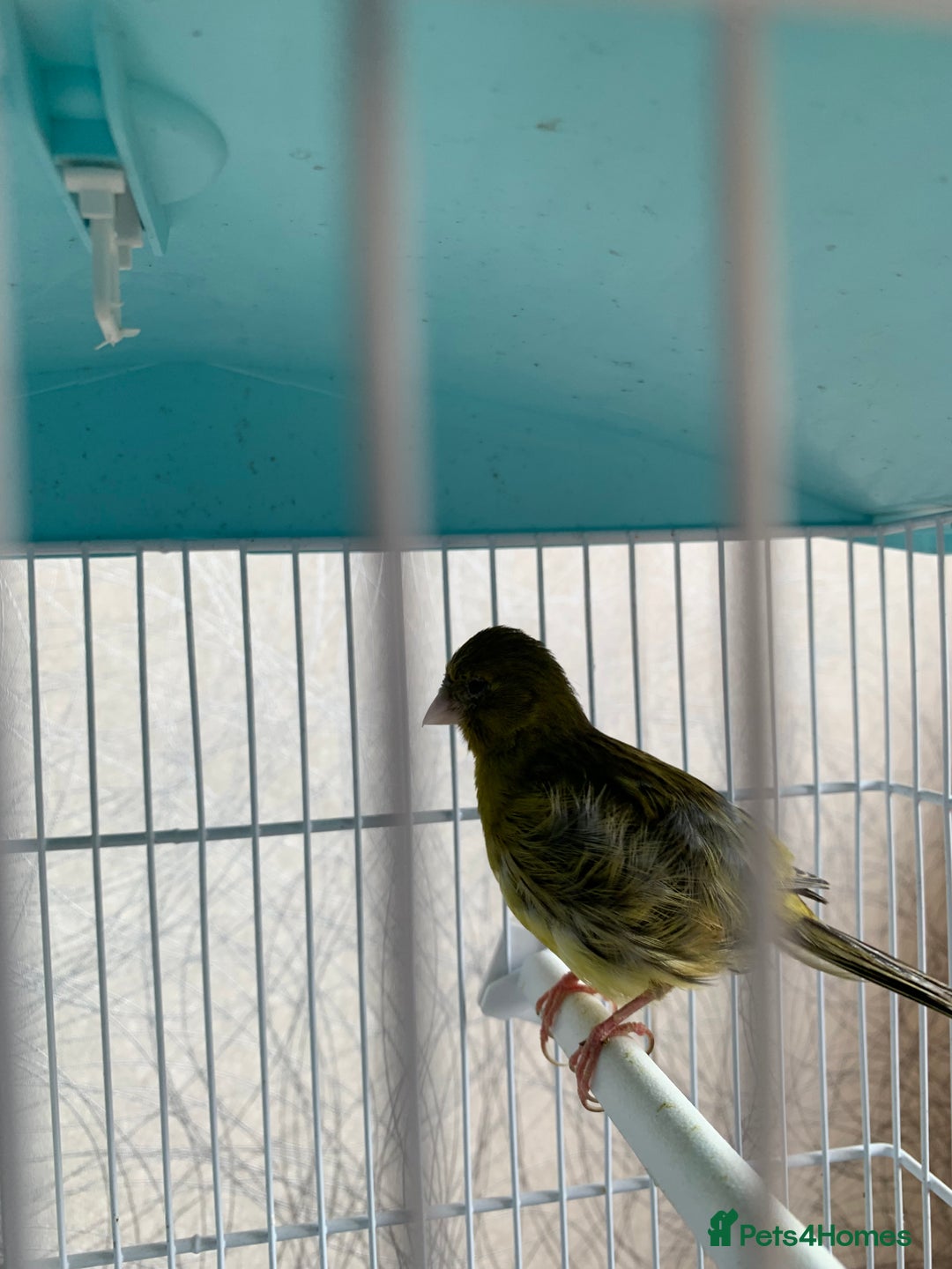 Canaries birds for sale: Breeding pair of canaries - Image 4