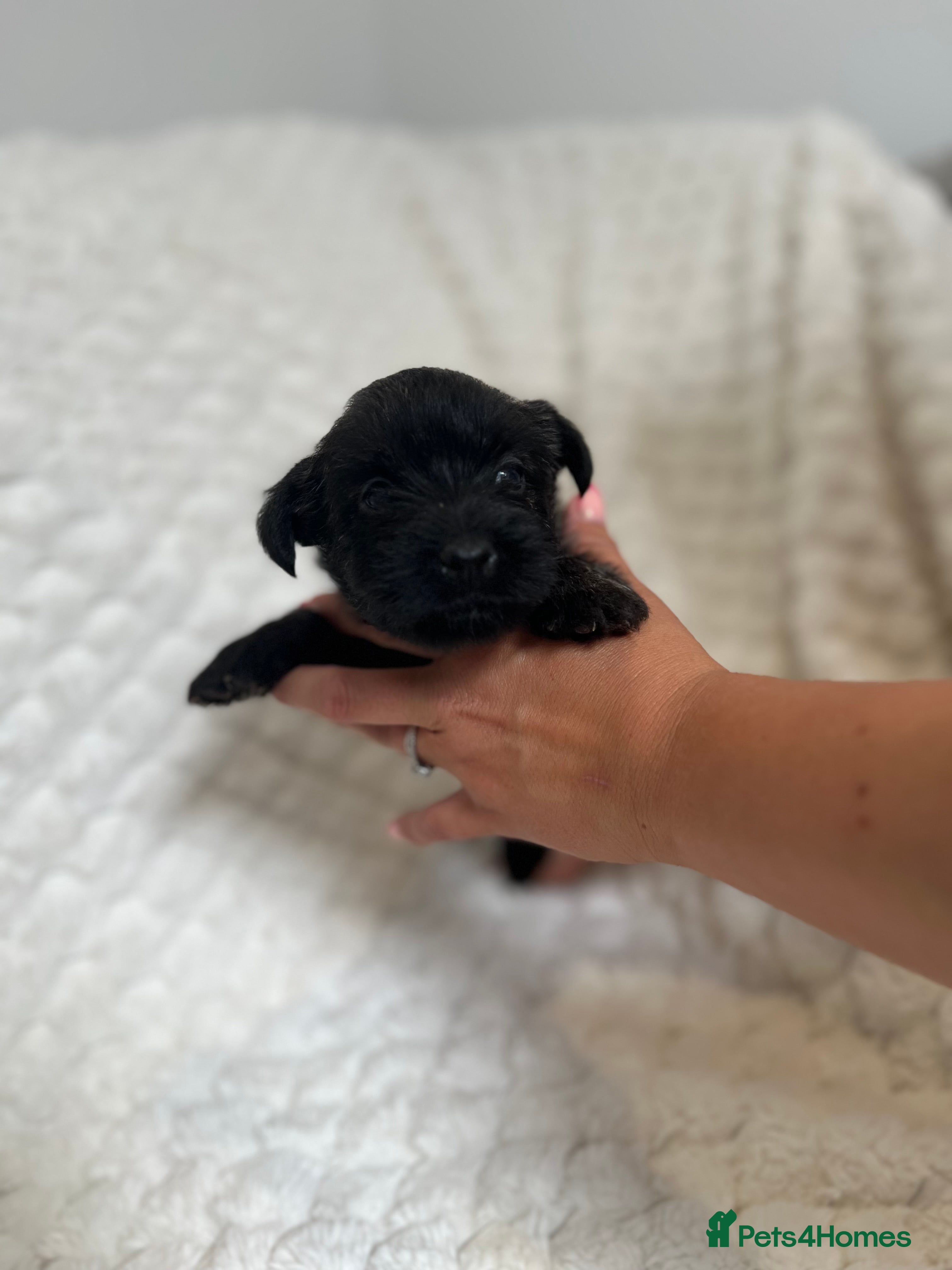 Cairn Terrier dogs Cairn terrier puppy’s  - Advert 2