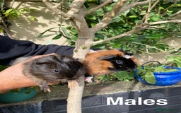 Guinea Pig rodents for sale: Guinea Pig Babies for Sale - Image 2