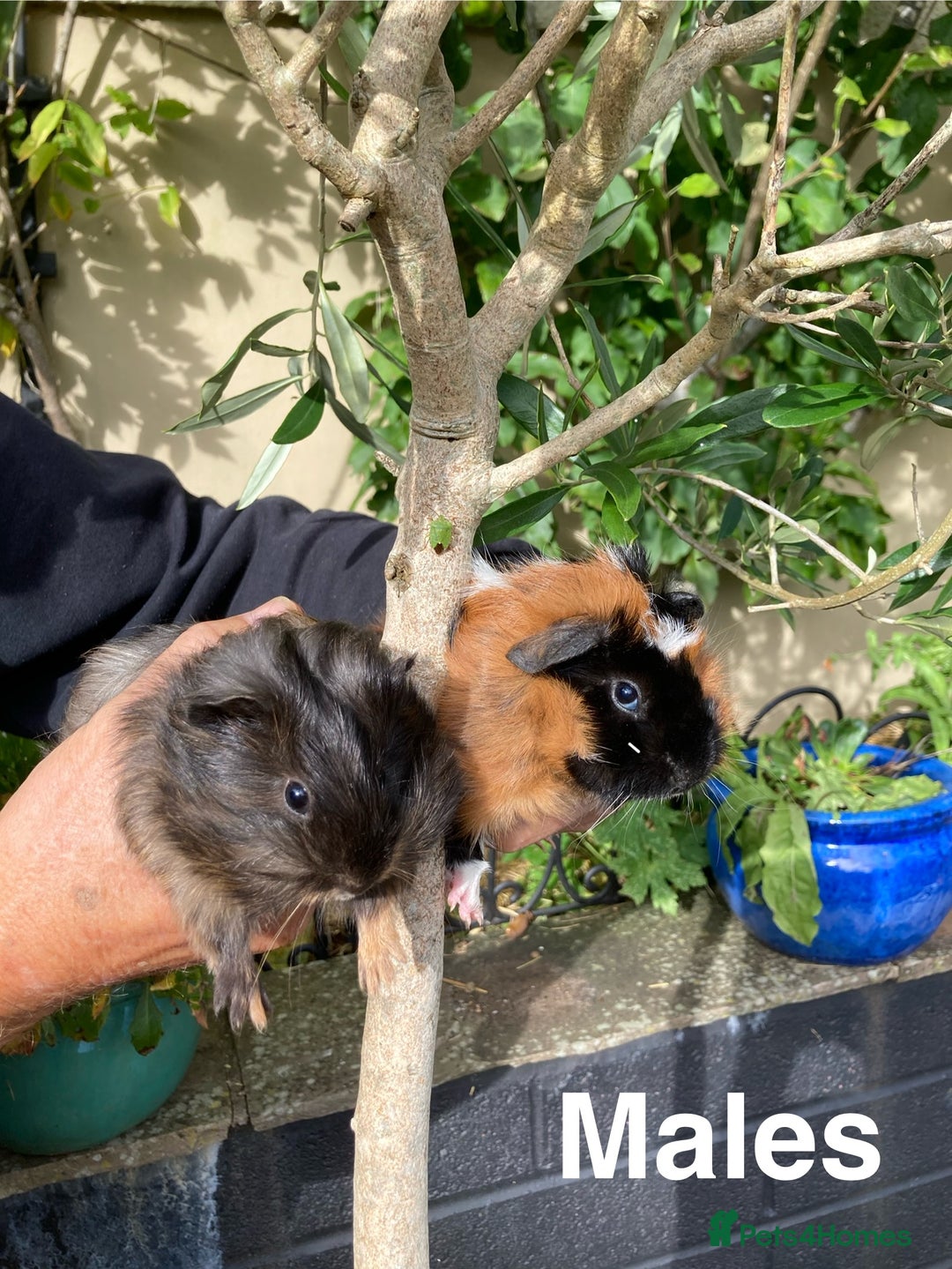 Guinea Pig rodents for sale: Guinea Pig Babies for Sale - Image 2