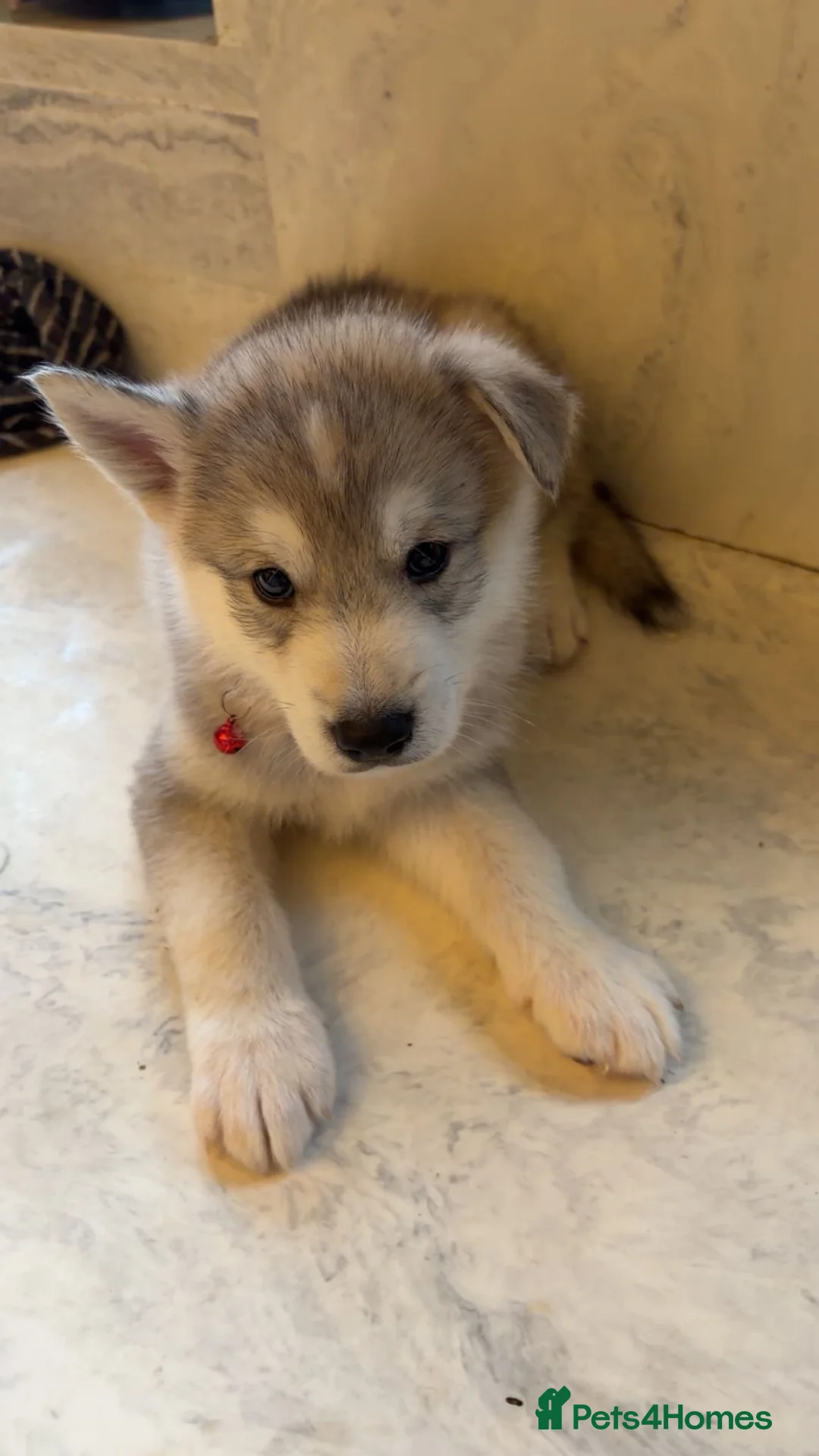Northern Inuit dogs for sale: Northern Innuit puppies for sale  - Advert 9