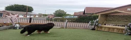 Bernese Mountain Dog dogs for stud: Breeding  in Brigg - Advert 2