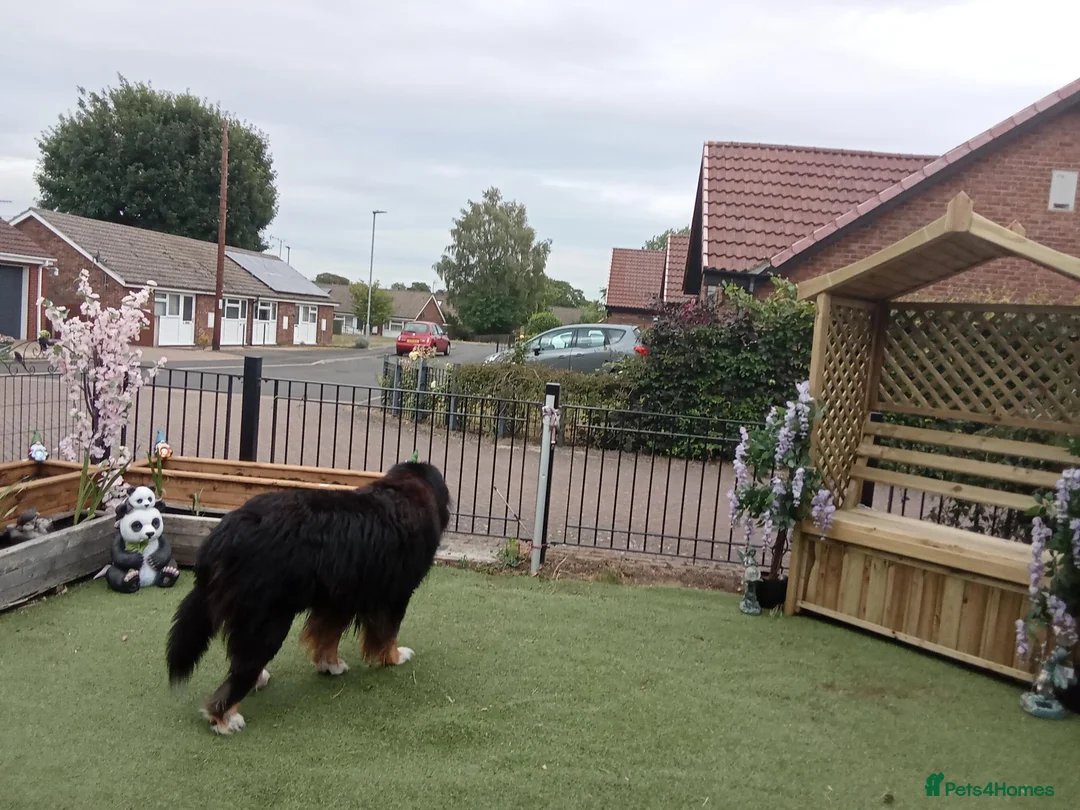 Bernese Mountain Dog dogs for stud: Breeding  in Brigg - Advert 2