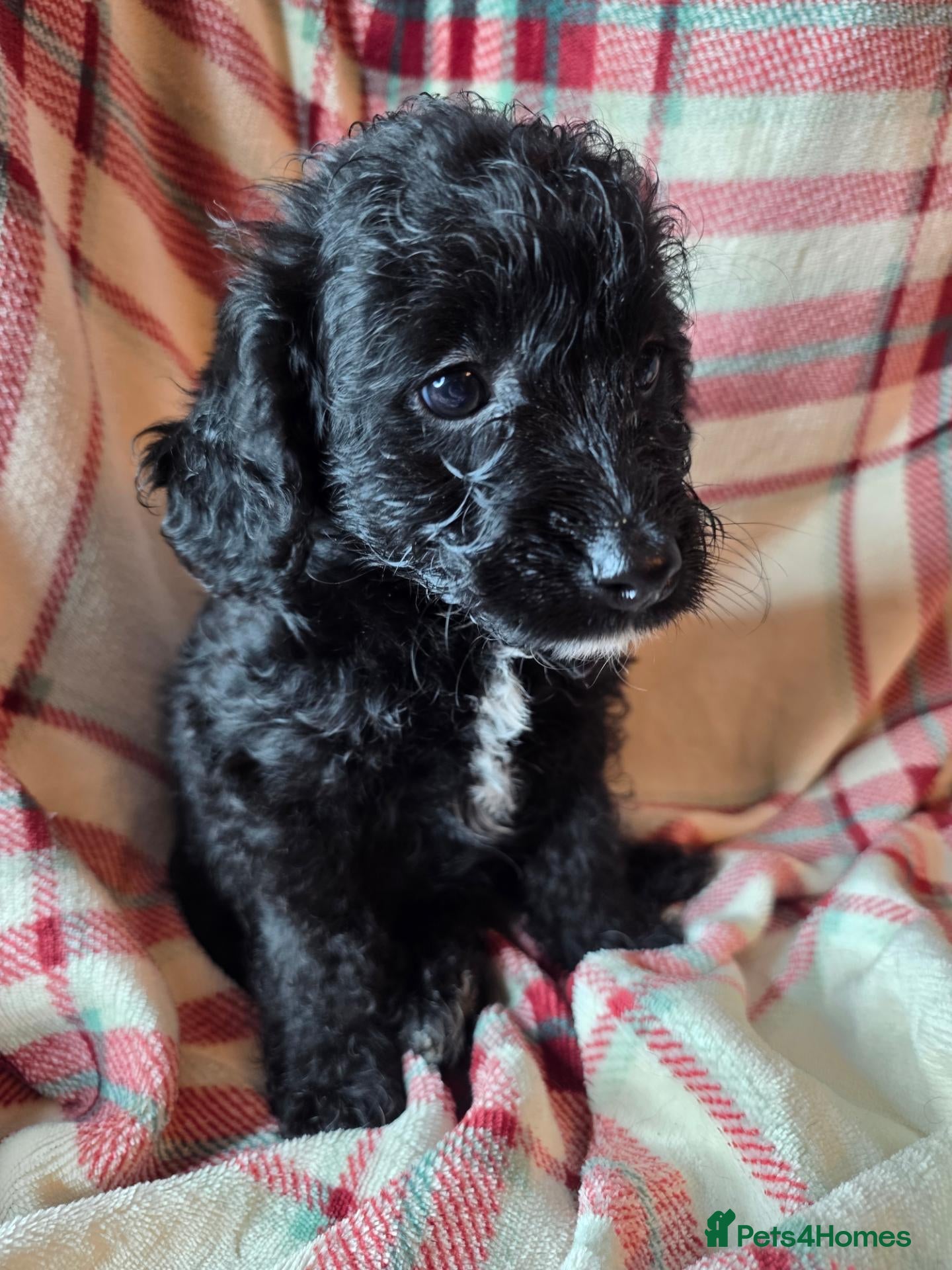 Labradoodle dogs Last 1..£950 healthy playful F1b Labradoodle pups - Advert 5