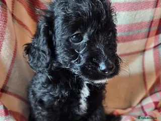 Labradoodle dogs Last 1..£950 healthy playful F1b Labradoodle pups - Advert 5