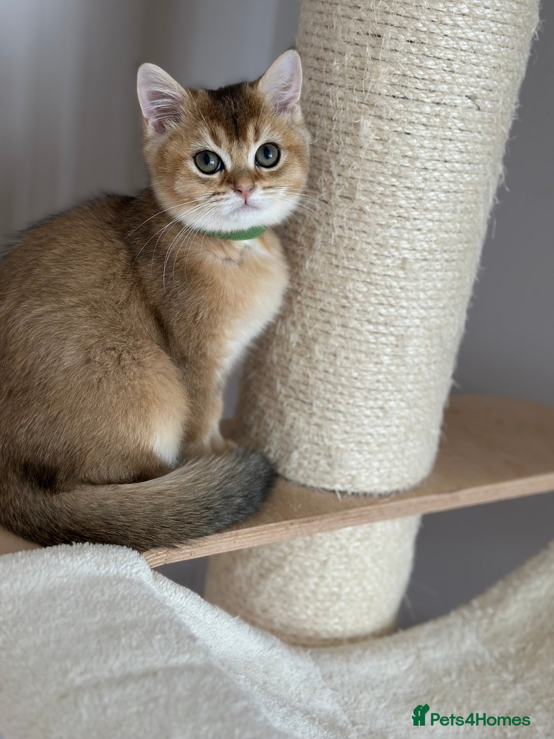 British Shorthair cats for sale: ‼️LAST KITTEN LEFT ‼️BSH Golden kittens  - Image 20