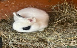 Netherland Dwarf rabbits for sale: Super friendly, super cuddly  Netherland Dwarf boy - Image 2