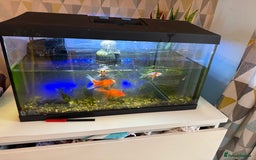 Fancy Goldfish fish for sale: Fish and tank for sale  - Image 2