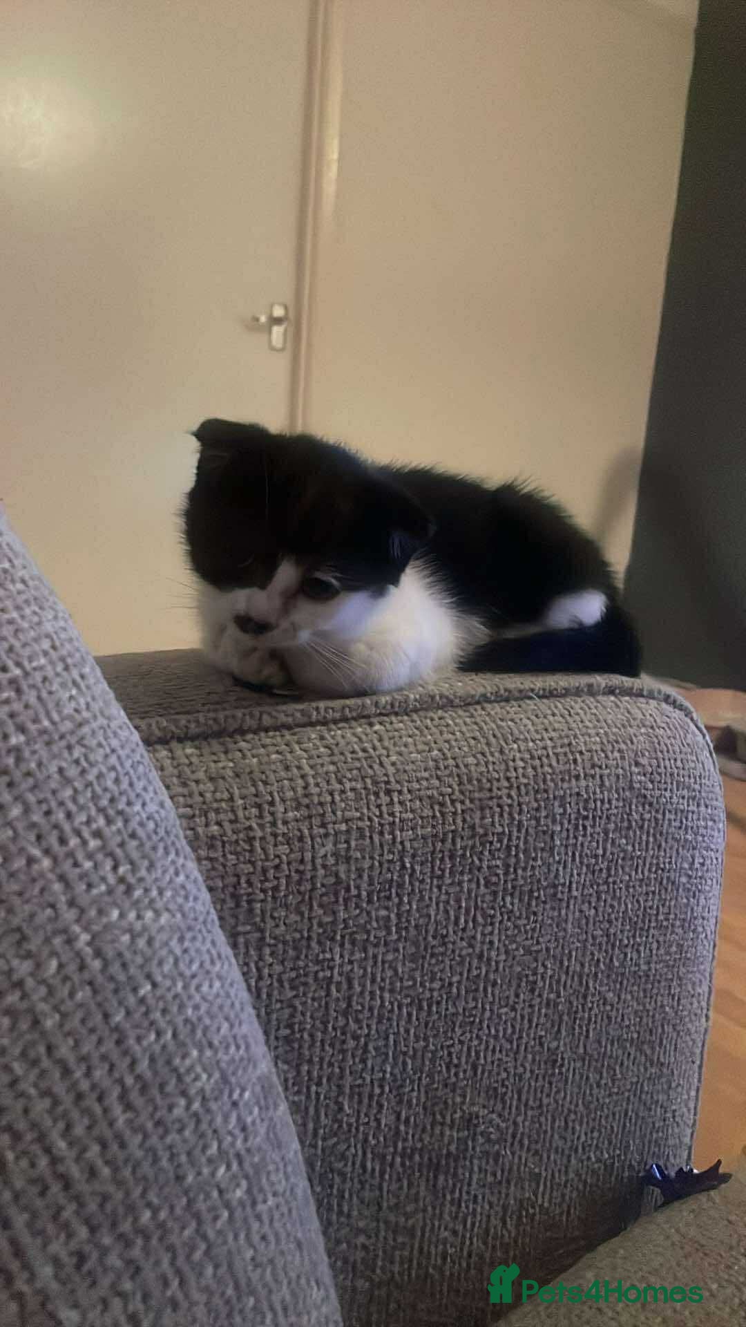 Scottish Fold cats for sale: 4 half Scottish fold kittens - Advert 5