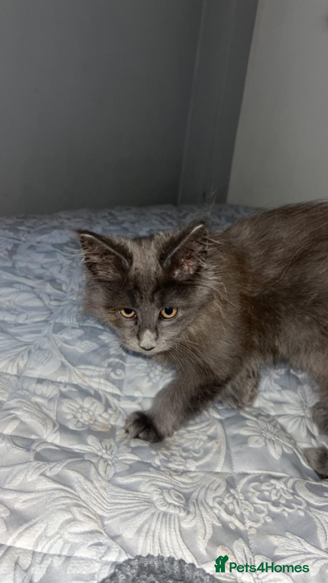 Maine Coon cats for sale: 🐱 Exceptional Maine Coon Male  - Advert 8