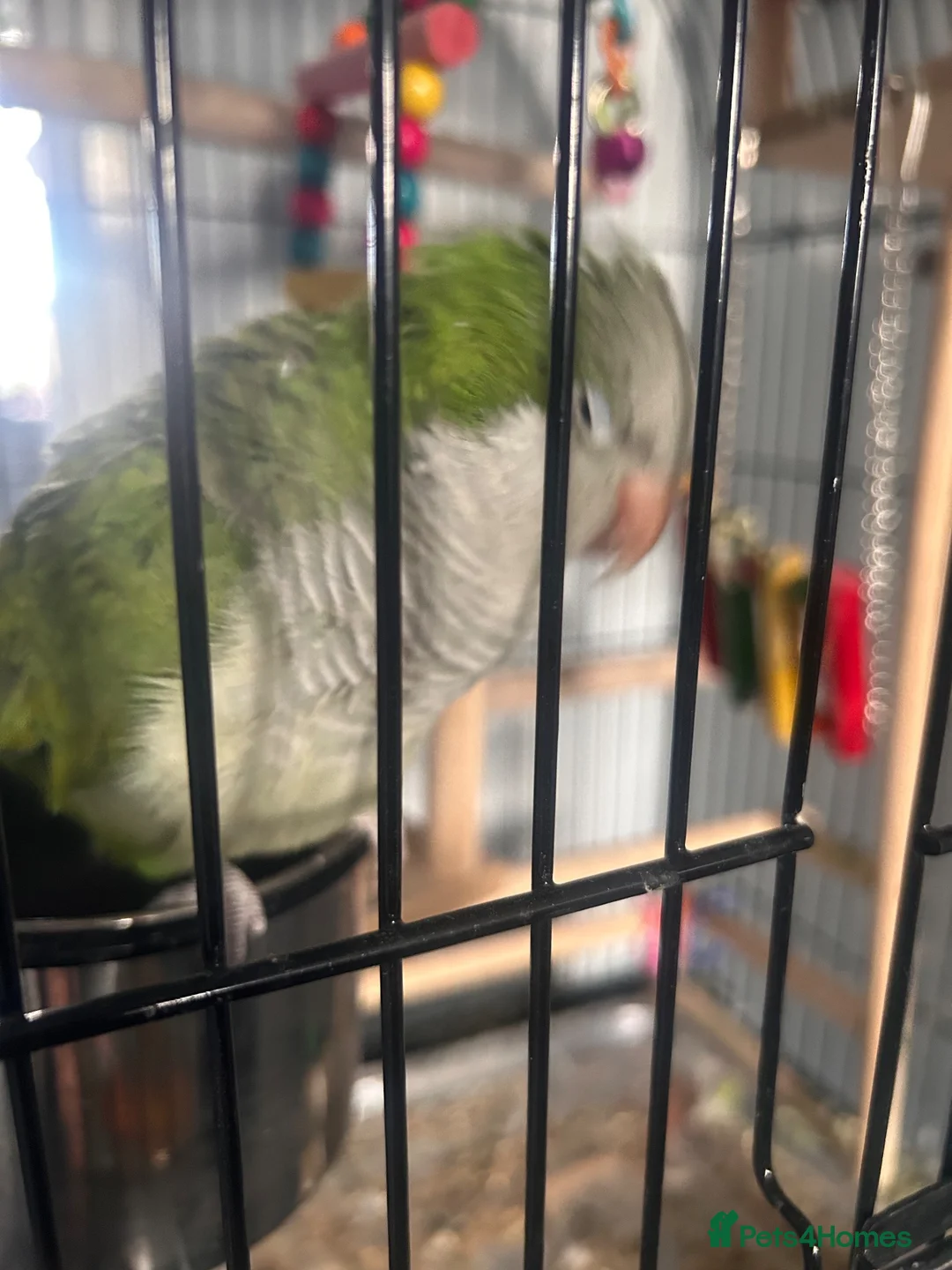 Parakeets birds for sale: Quaker in Sleaford - Advert 4