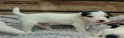Jack Russell dogs for sale: Outstanding Jack Russel puppies - Advert 10