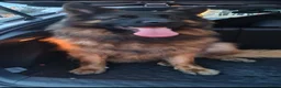 German Shepherd dogs for sale: Full pedigree German shepherd longhair  - Advert 6