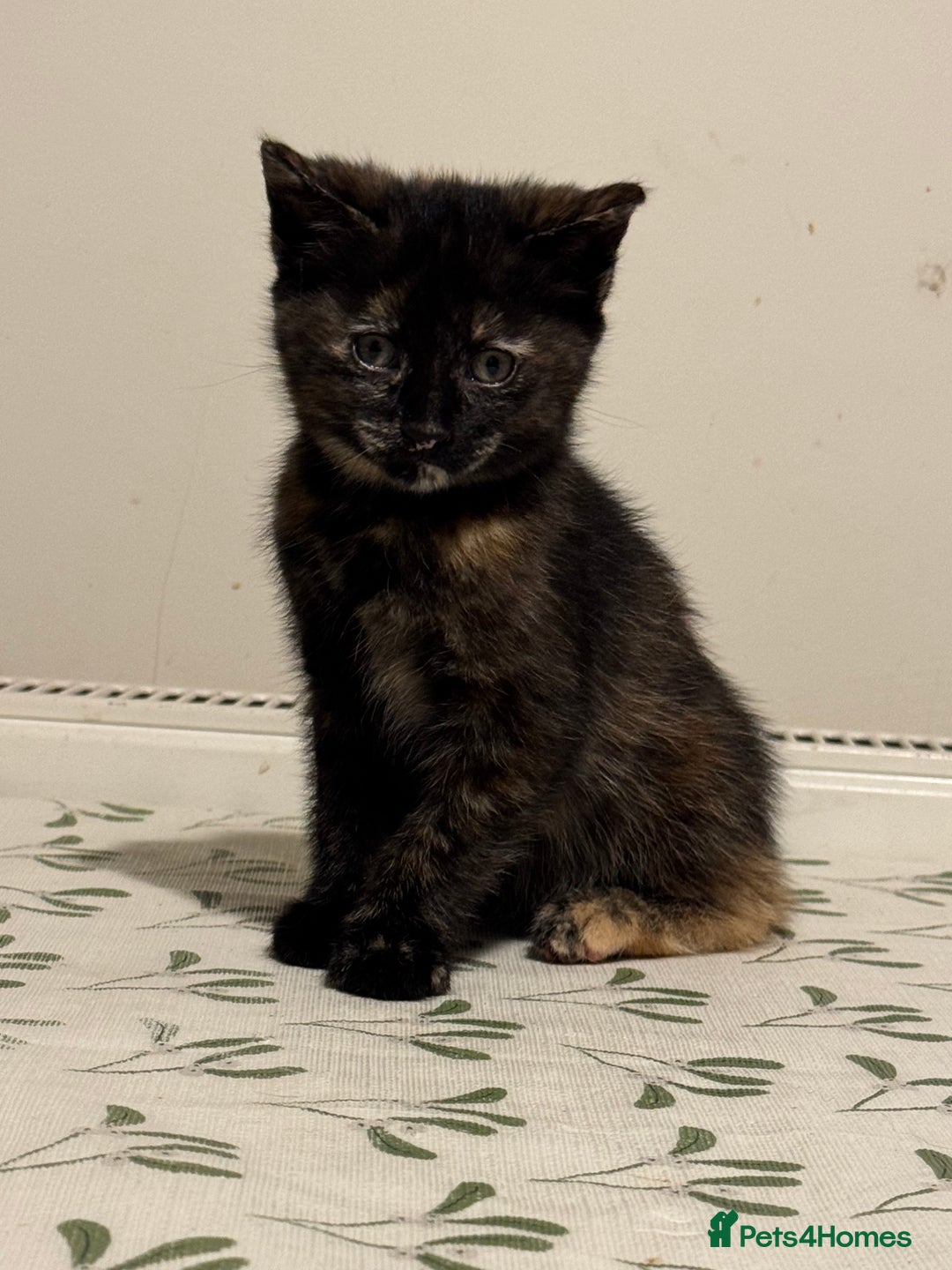 Mixed Breed cats for sale: 8 Weeks Old, Kittens for Sale - Advert 5