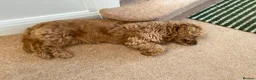 Cavapoochon dogs for stud: 🐶 STUD AD – MAX (Cavapoochon, 2 years old) in Croydon - Advert 2