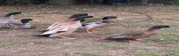 Ducks poultry for sale: Stunning Runner Ducks for sale in Eye - Advert 7