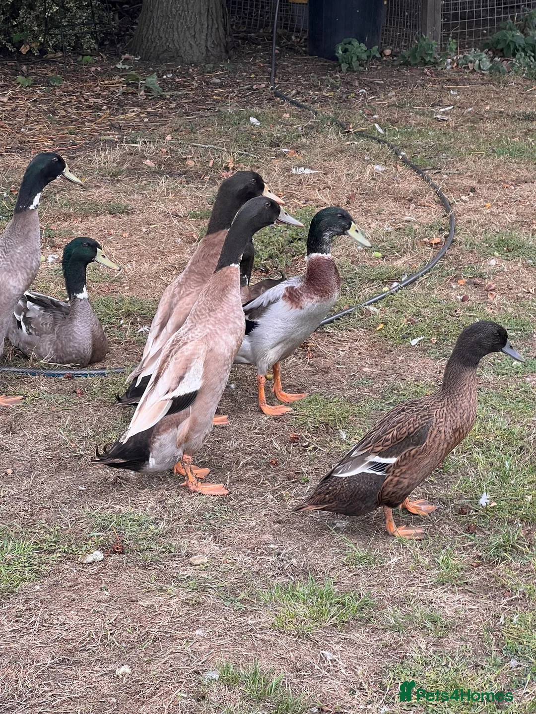 Ducks poultry for sale: Stunning Runner Ducks for sale in Eye - Advert 7