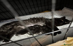 Mixed Breed cats for sale: Beautiful Persian Chinchilla cross kittens  - Image 19